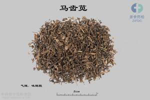 马齿苋 标本图